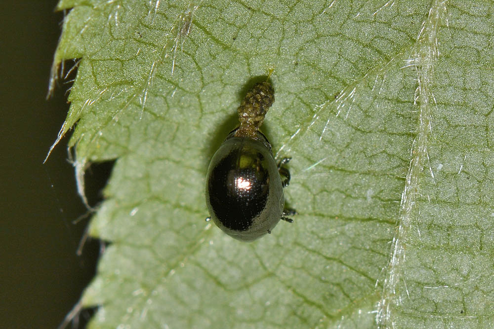 Oomorphus concolor, Chrysomelidae. 